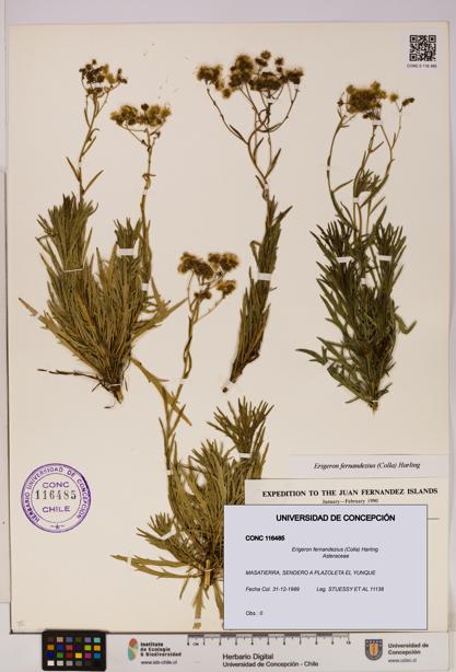 Erigeron fernandezius [Espécimen: UDEC:CONC:0116485]