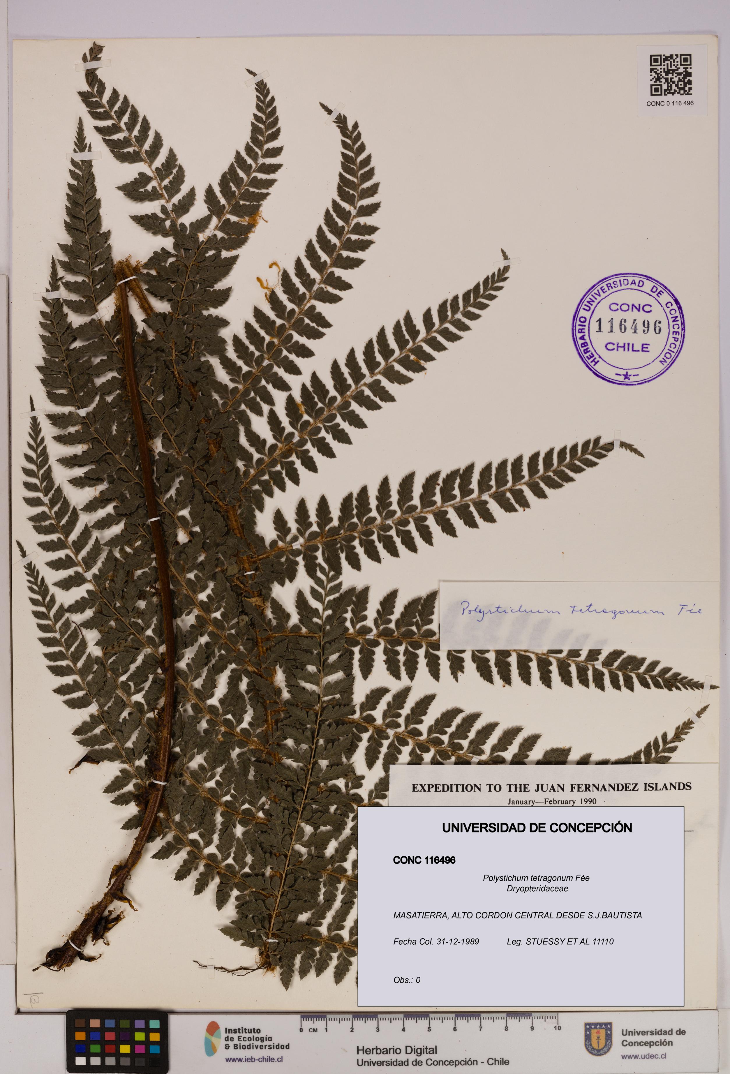 Polystichum tetragonum [Espécimen: UDEC:CONC:0116496]