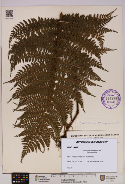 Polystichum tetragonum [Espécimen: UDEC:CONC:0116499]
