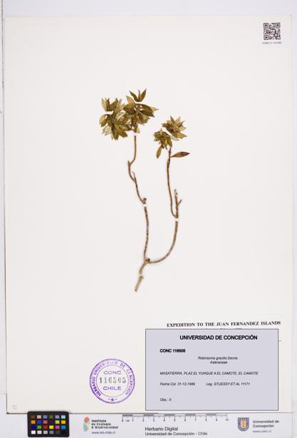 Robinsonia gracilis [Espécimen: ]