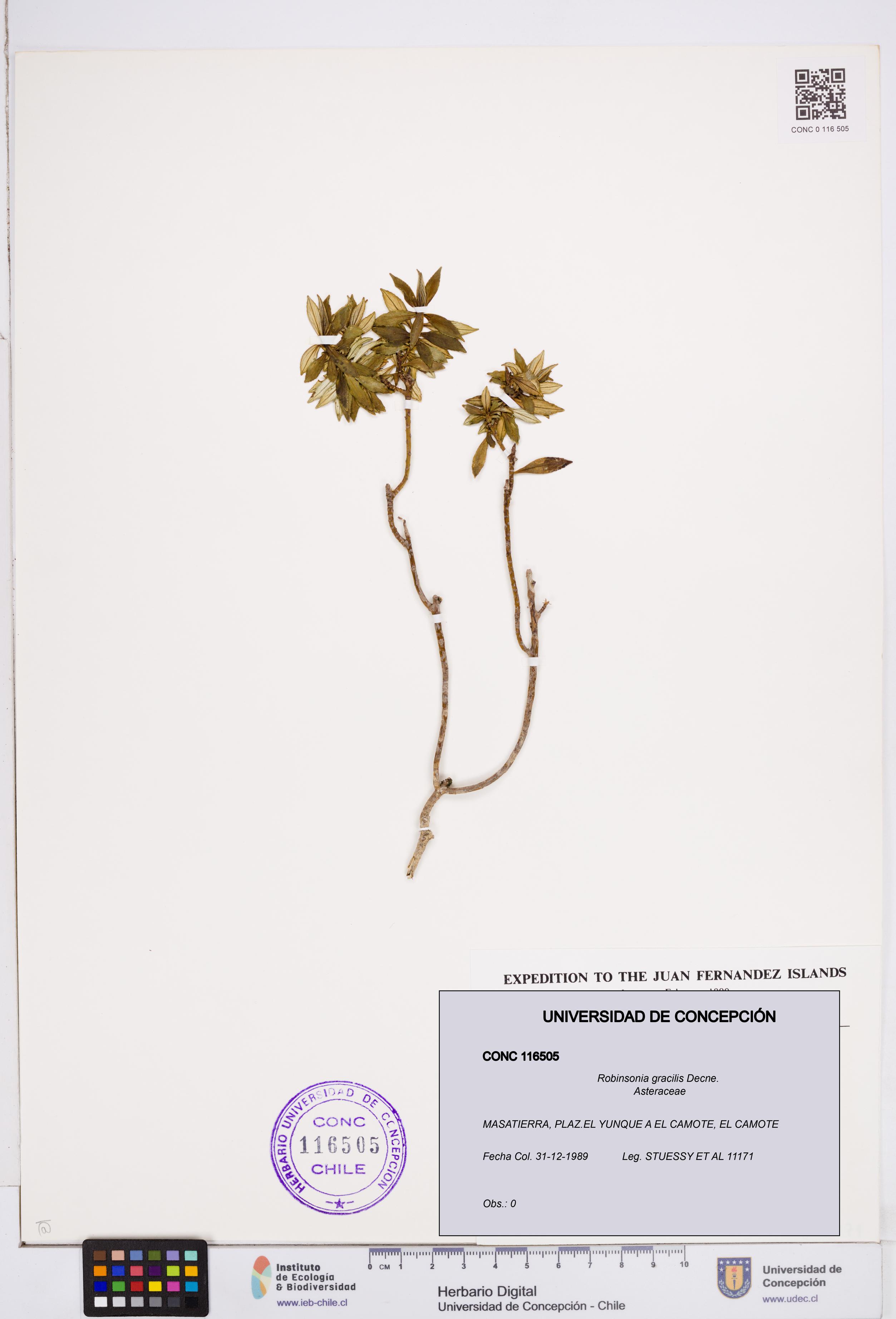 Robinsonia gracilis [Espécimen: ]