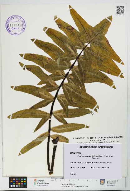 Dendroseris pinnata [Espécimen: UDEC:CONC:0116508]