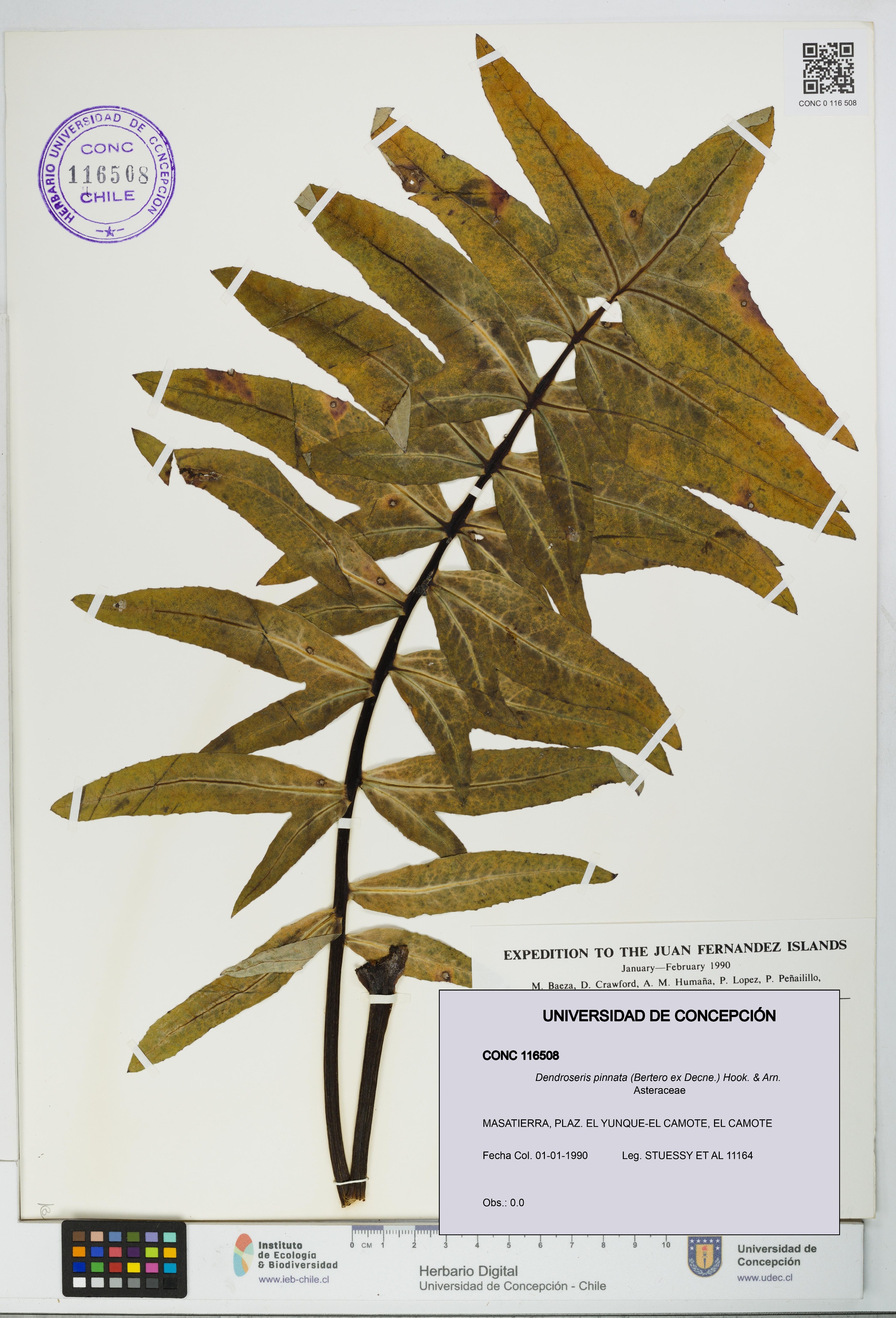 Dendroseris pinnata [Espécimen: UDEC:CONC:0116508]
