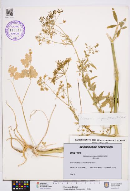 Petroselinum crispum [Espécimen: ]