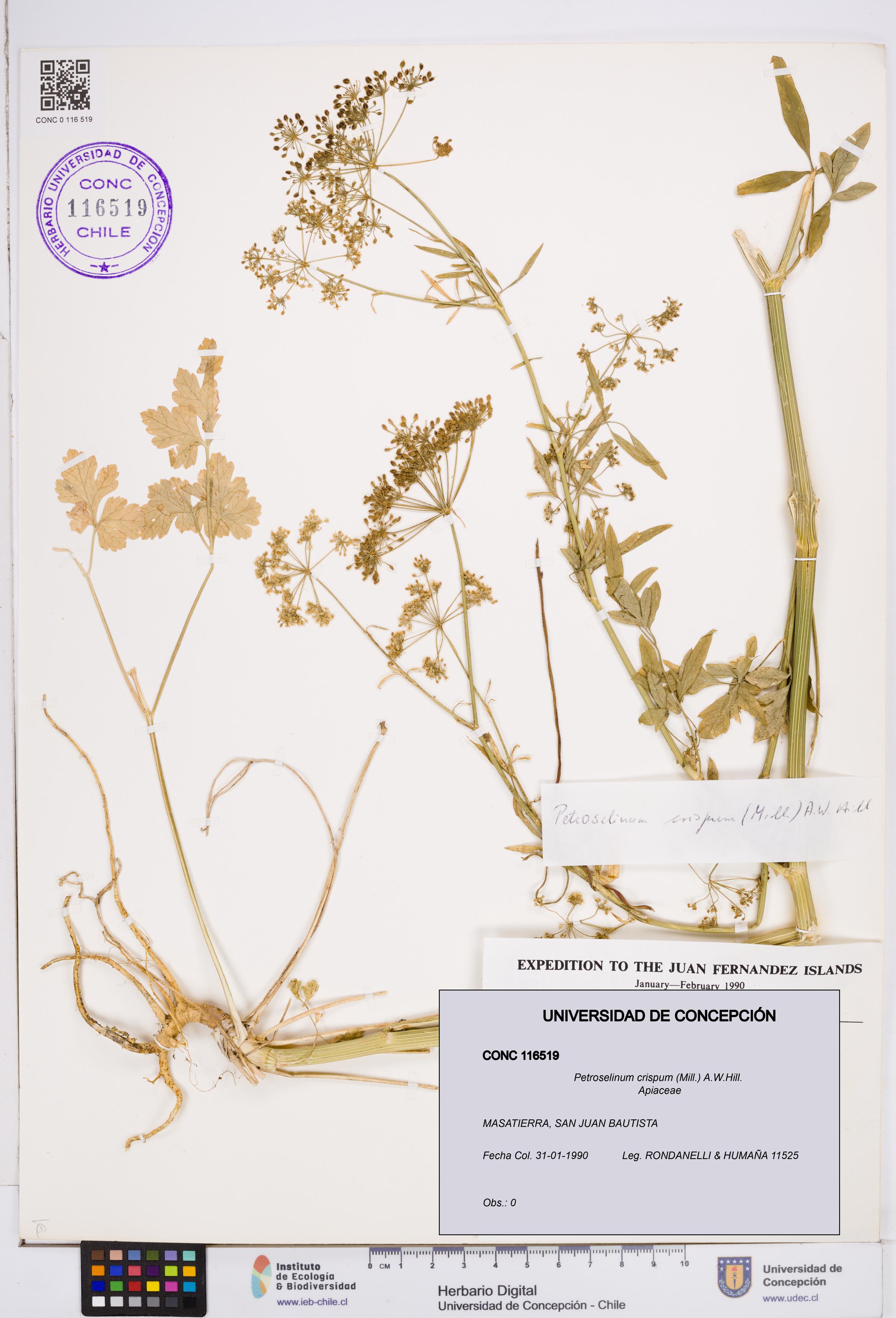 Petroselinum crispum [Espécimen: ]