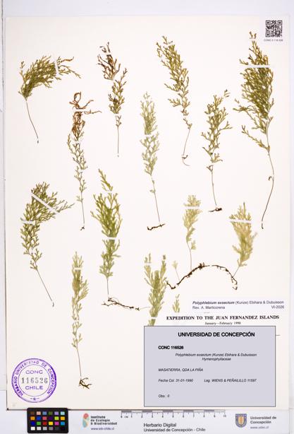Polyphlebium exsectum [Espécimen: ]