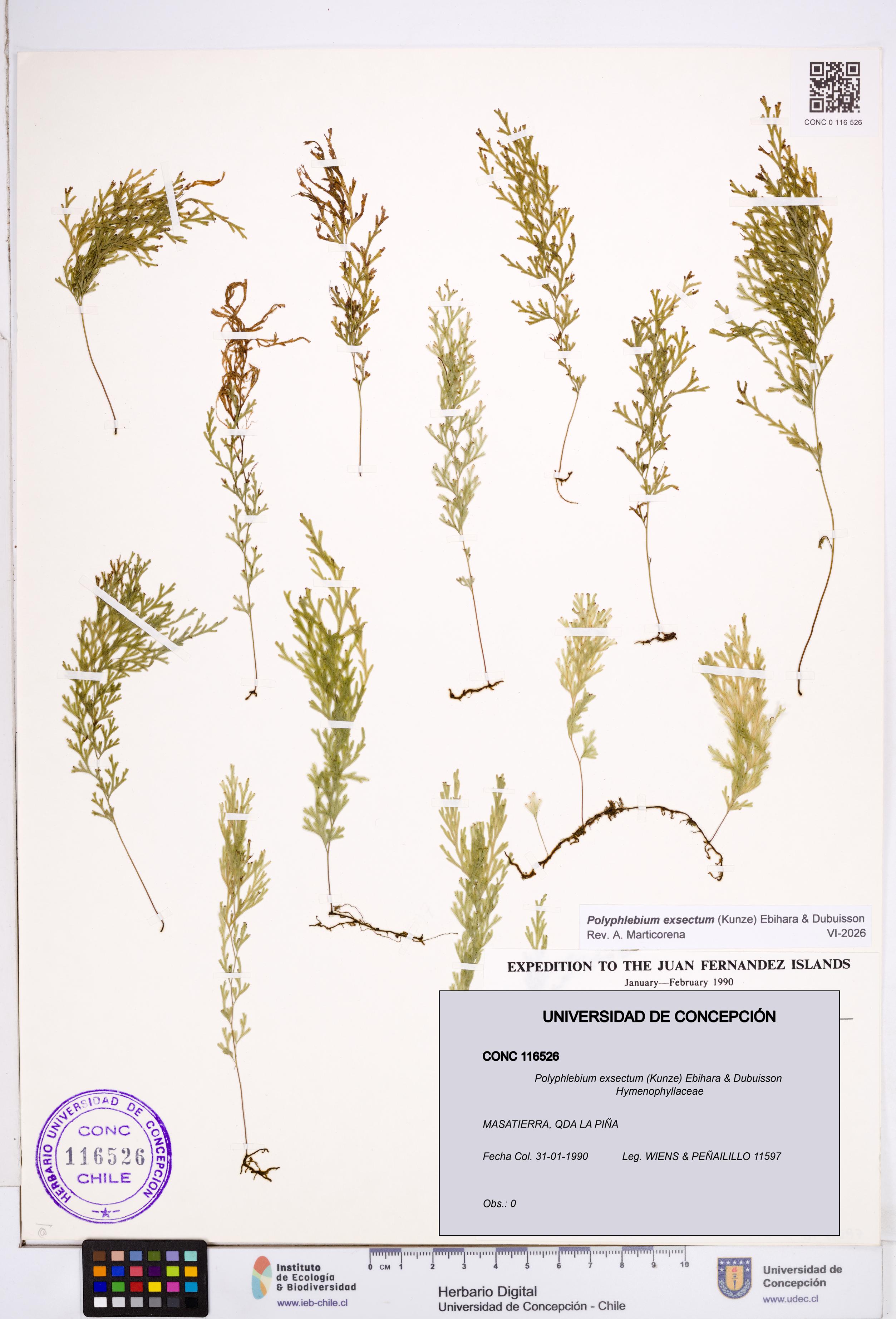 Polyphlebium exsectum [Espécimen: ]