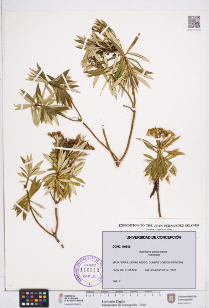 Robinsonia gracilis [Espécimen: ]