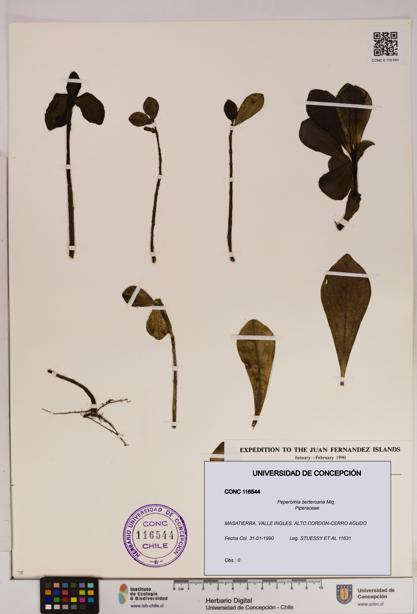 Peperomia berteroana [Espécimen: UDEC:CONC:0116544]
