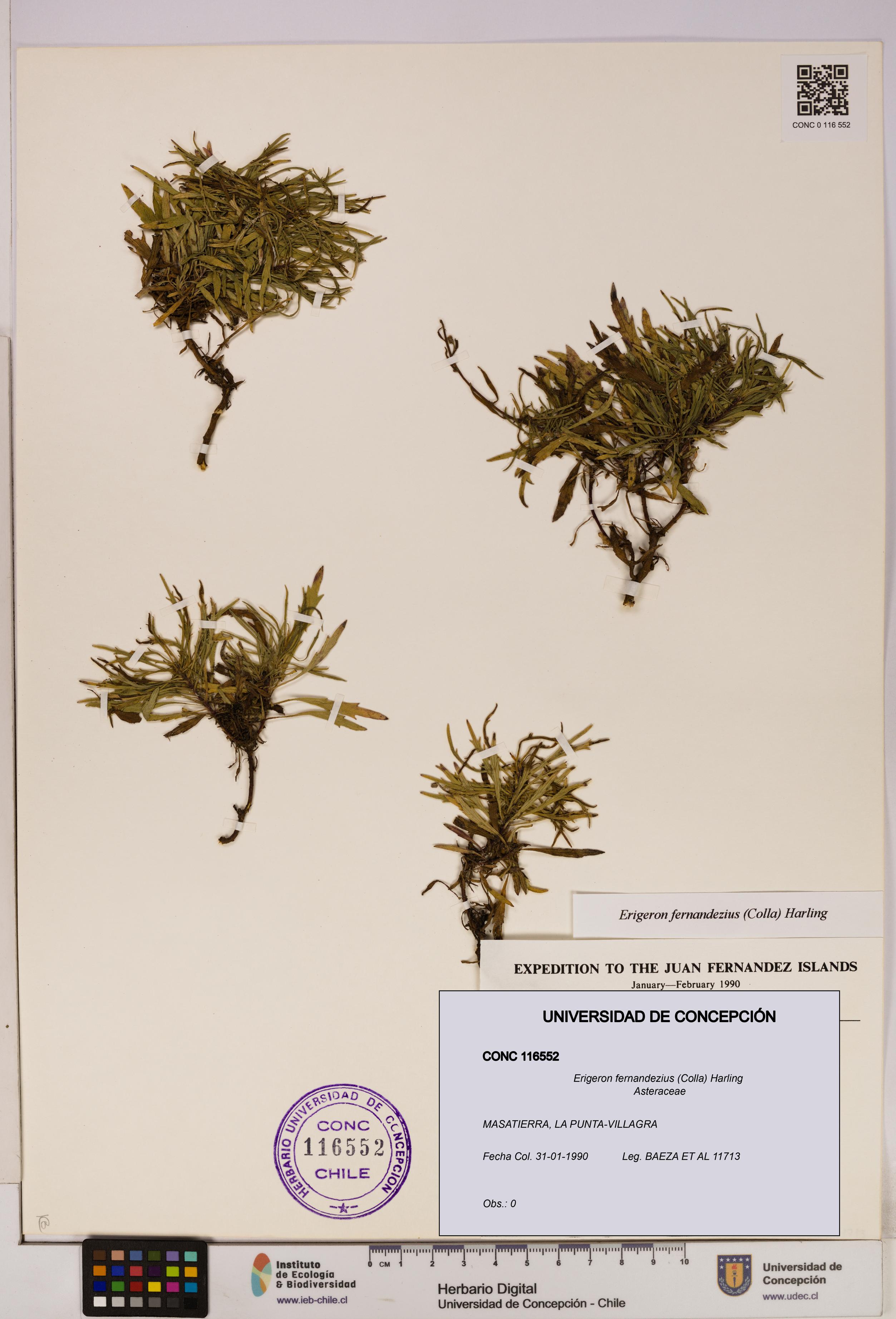 Erigeron fernandezius [Espécimen: UDEC:CONC:0116552]