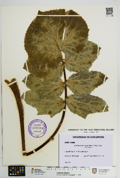 Dendroseris berteroana [Espécimen: UDEC:CONC:0116566]