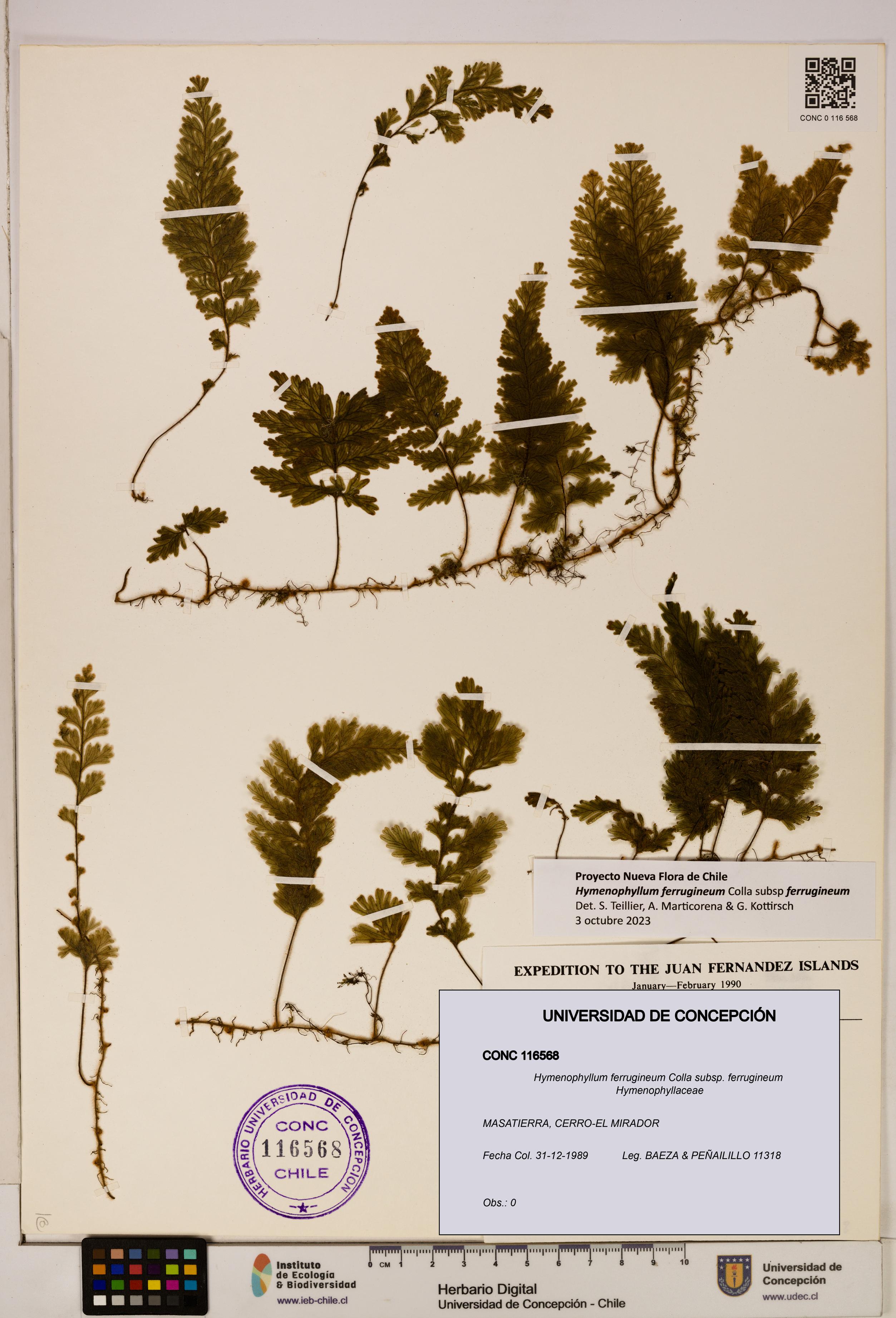 Hymenophyllum ferrugineum [Espécimen: UDEC:CONC:0116568]