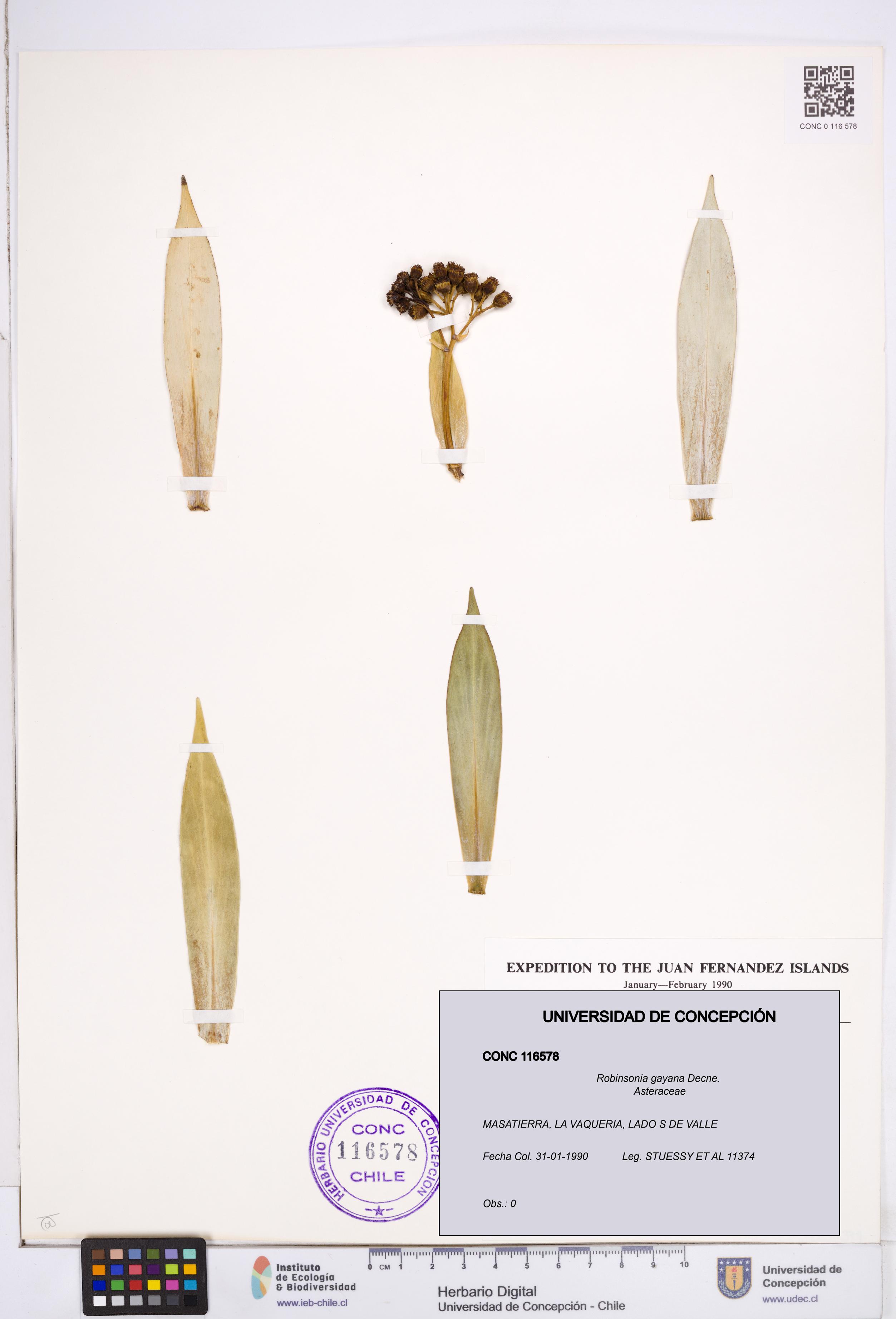 Robinsonia gayana [Espécimen: ]