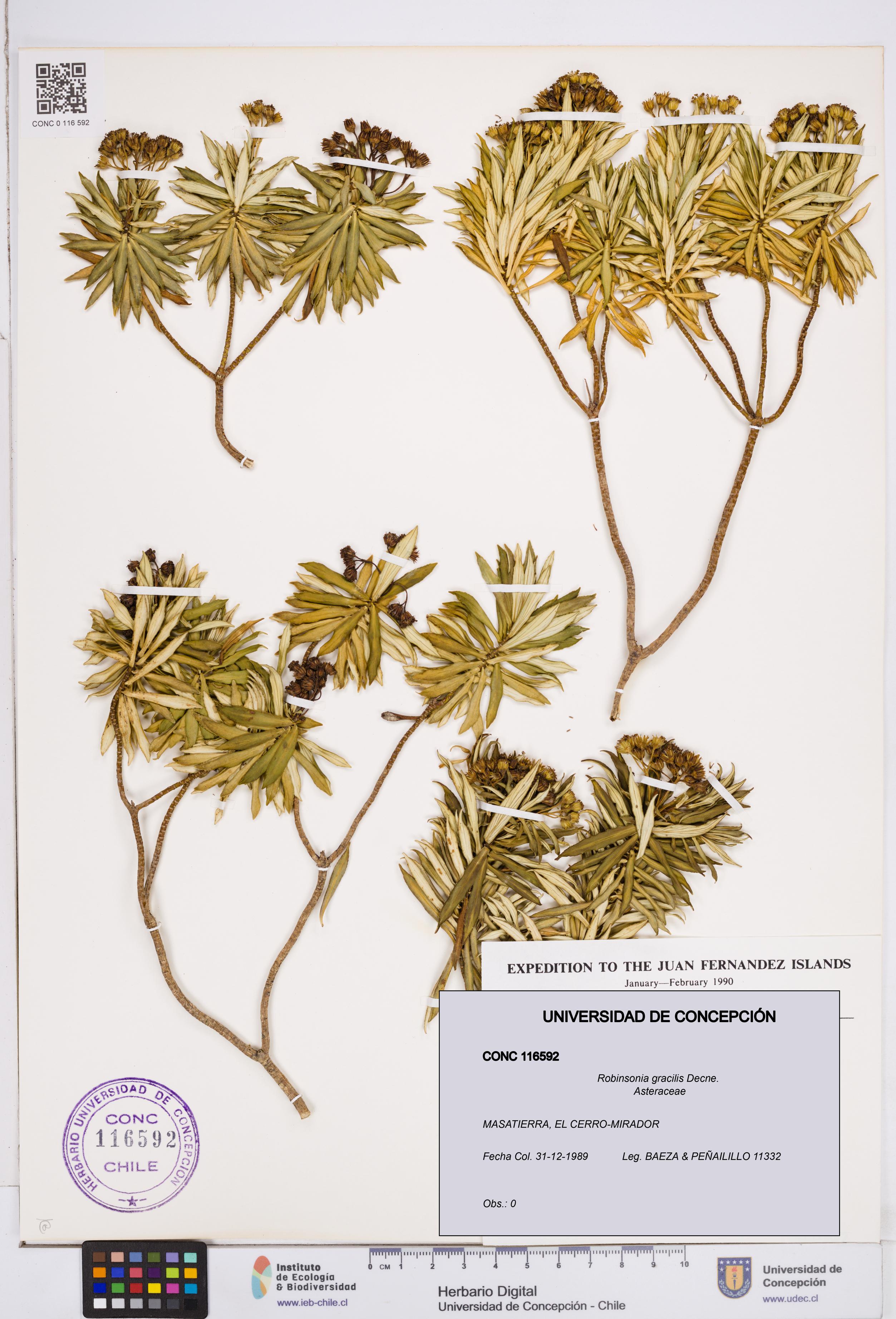 Robinsonia gracilis [Espécimen: ]