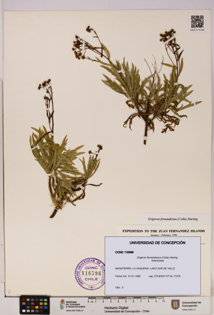 Erigeron fernandezius [Espécimen: UDEC:CONC:0116596]
