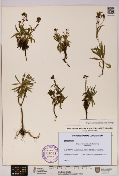 Erigeron fernandezius [Espécimen: UDEC:CONC:0116597]