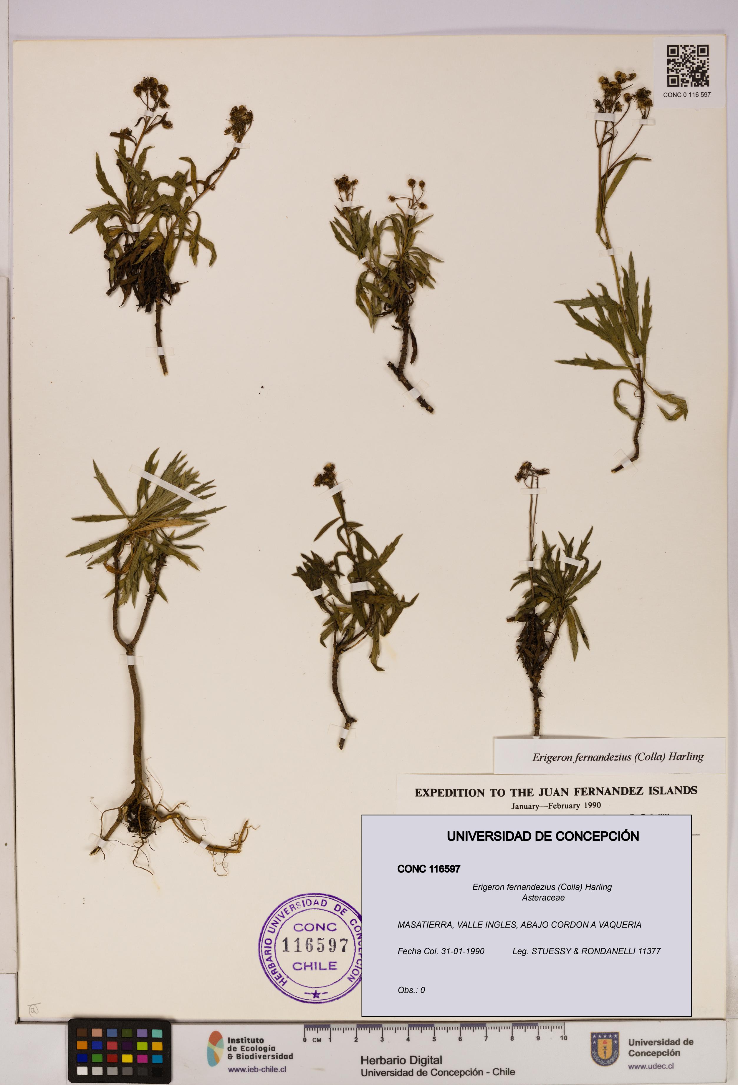 Erigeron fernandezius [Espécimen: UDEC:CONC:0116597]