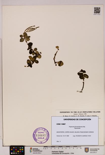 Peperomia fernandeziana [Espécimen: UDEC:CONC:0116607]