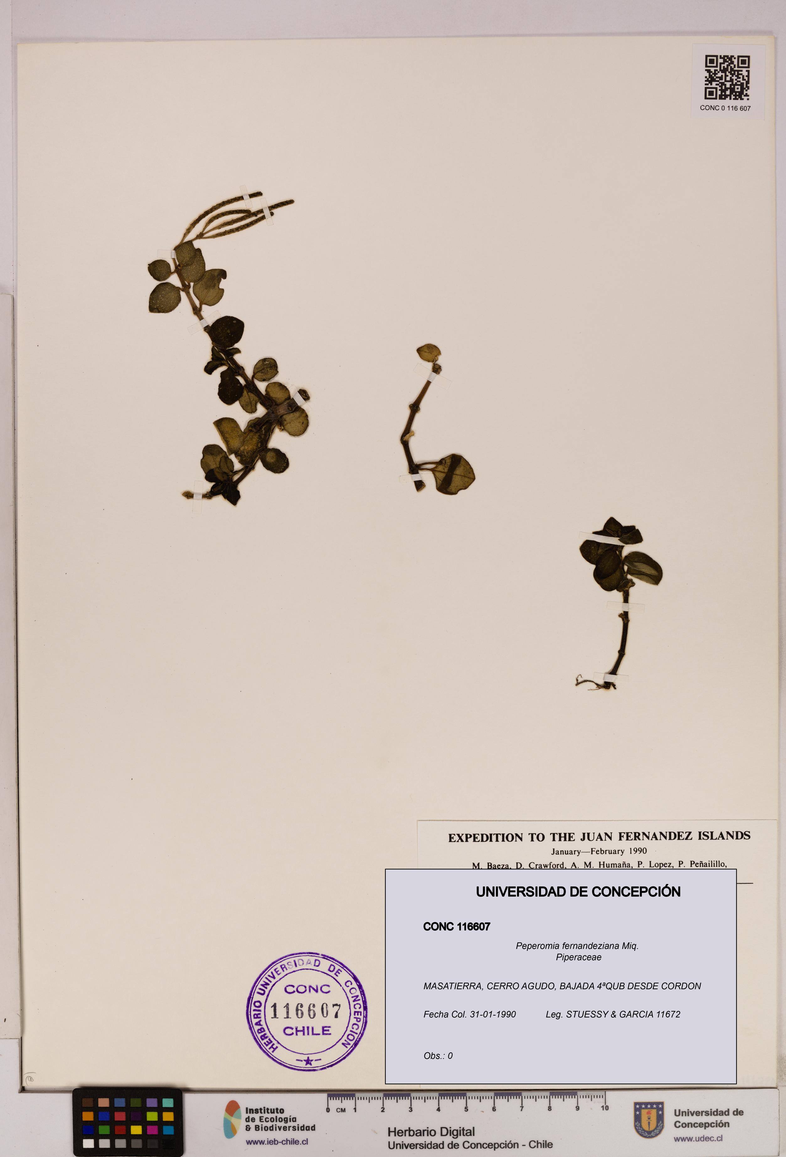 Peperomia fernandeziana [Espécimen: UDEC:CONC:0116607]