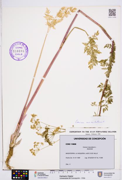 Conium maculatum [Espécimen: ]