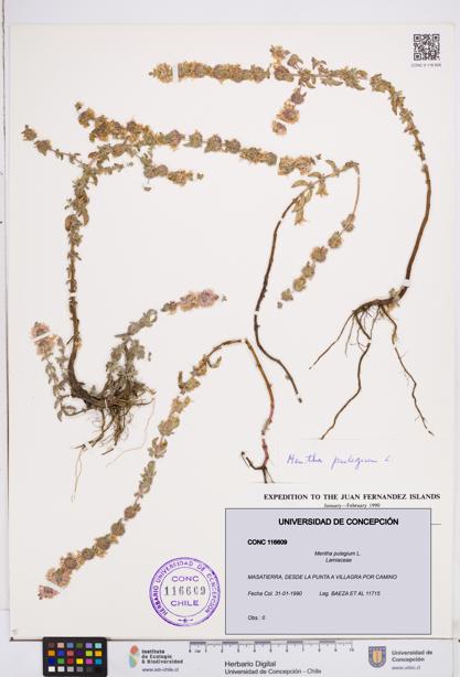 Mentha pulegium [Espécimen: ]