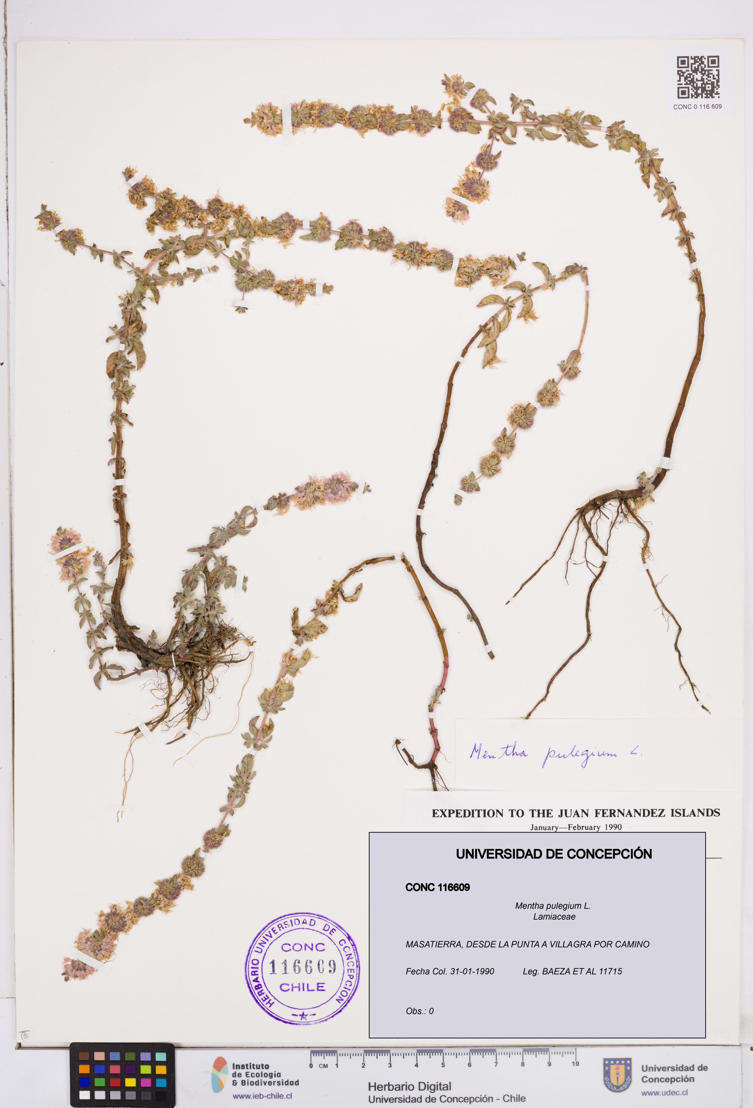 Mentha pulegium [Espécimen: ]