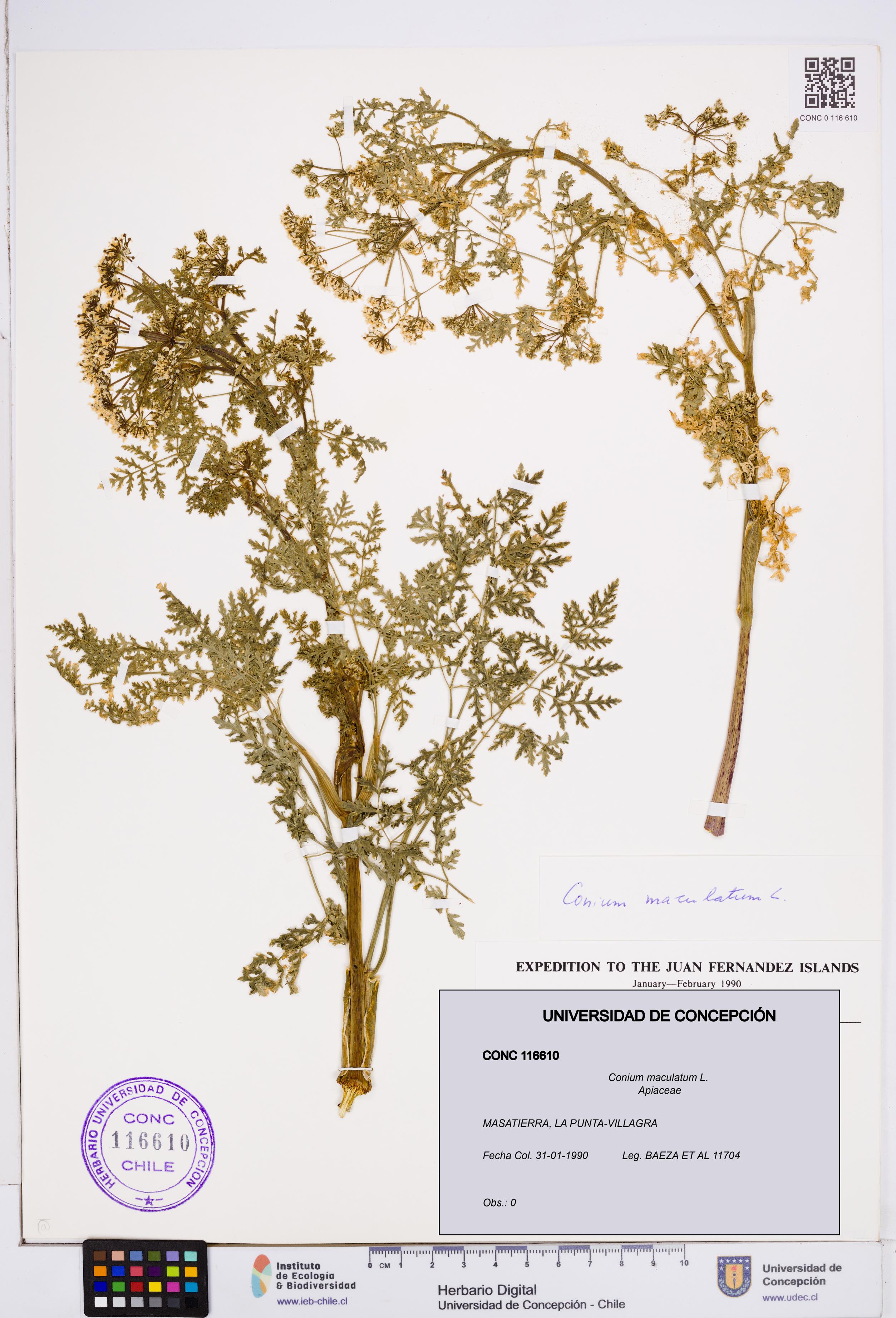 Conium maculatum [Espécimen: ]
