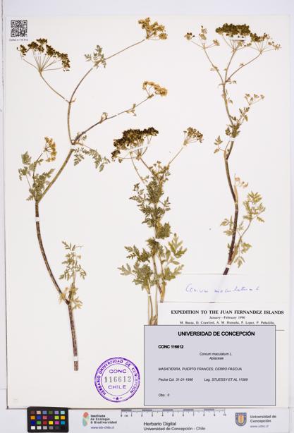 Conium maculatum [Espécimen: ]