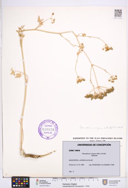 Petroselinum crispum [Espécimen: ]