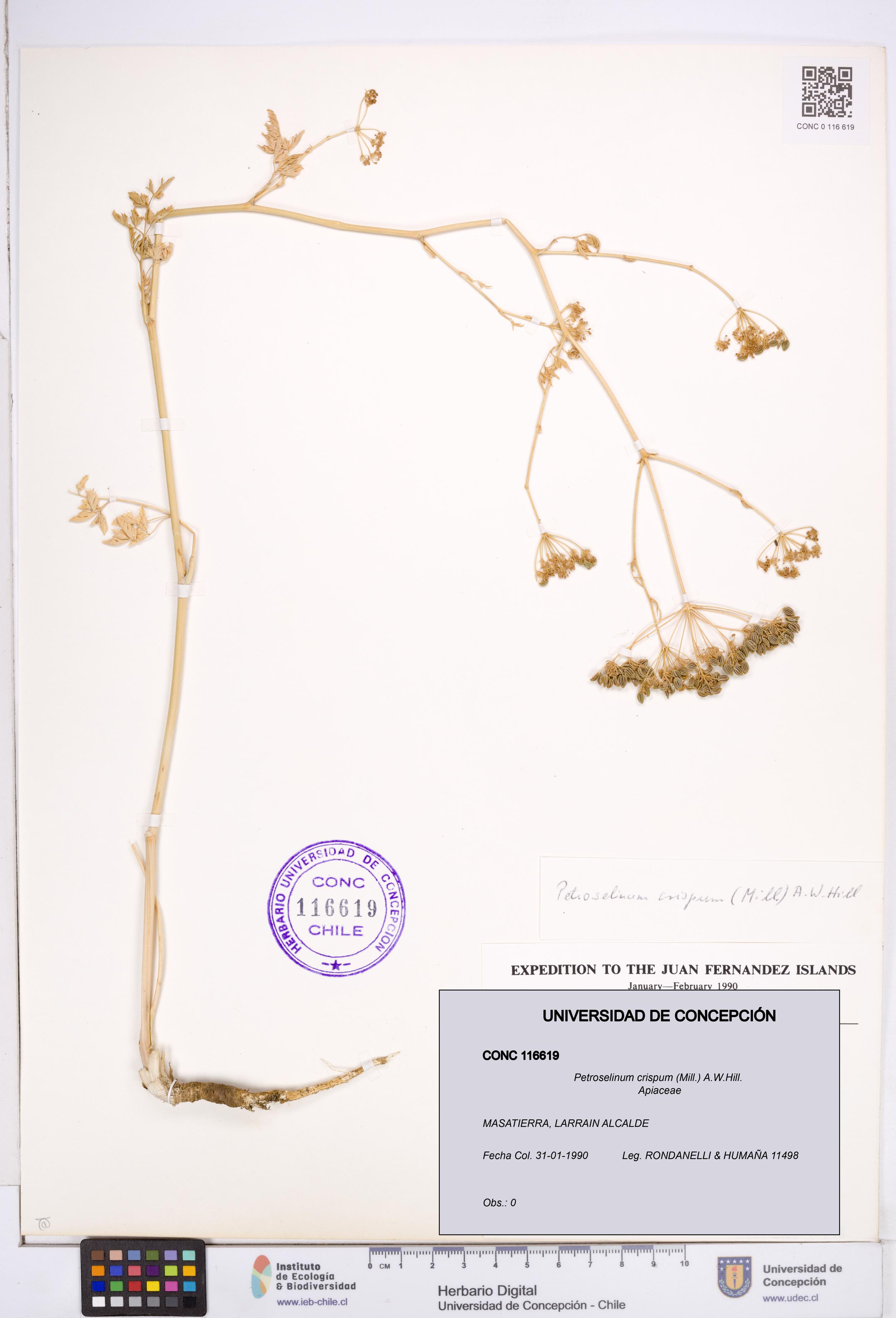 Petroselinum crispum [Espécimen: ]