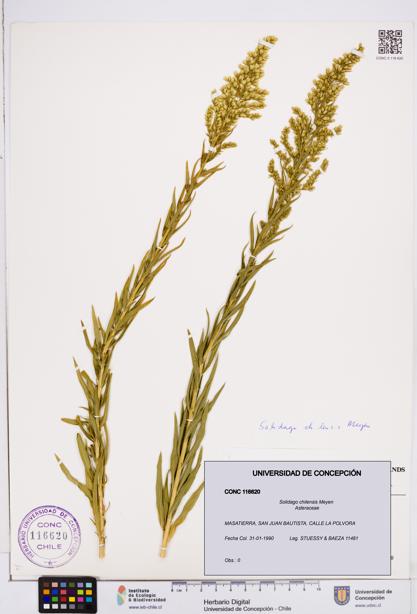 Solidago chilensis [Espécimen: ]