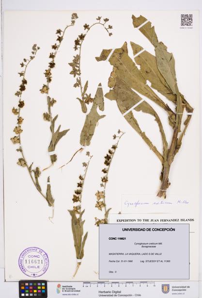 Cynoglossum creticum [Espécimen: ]