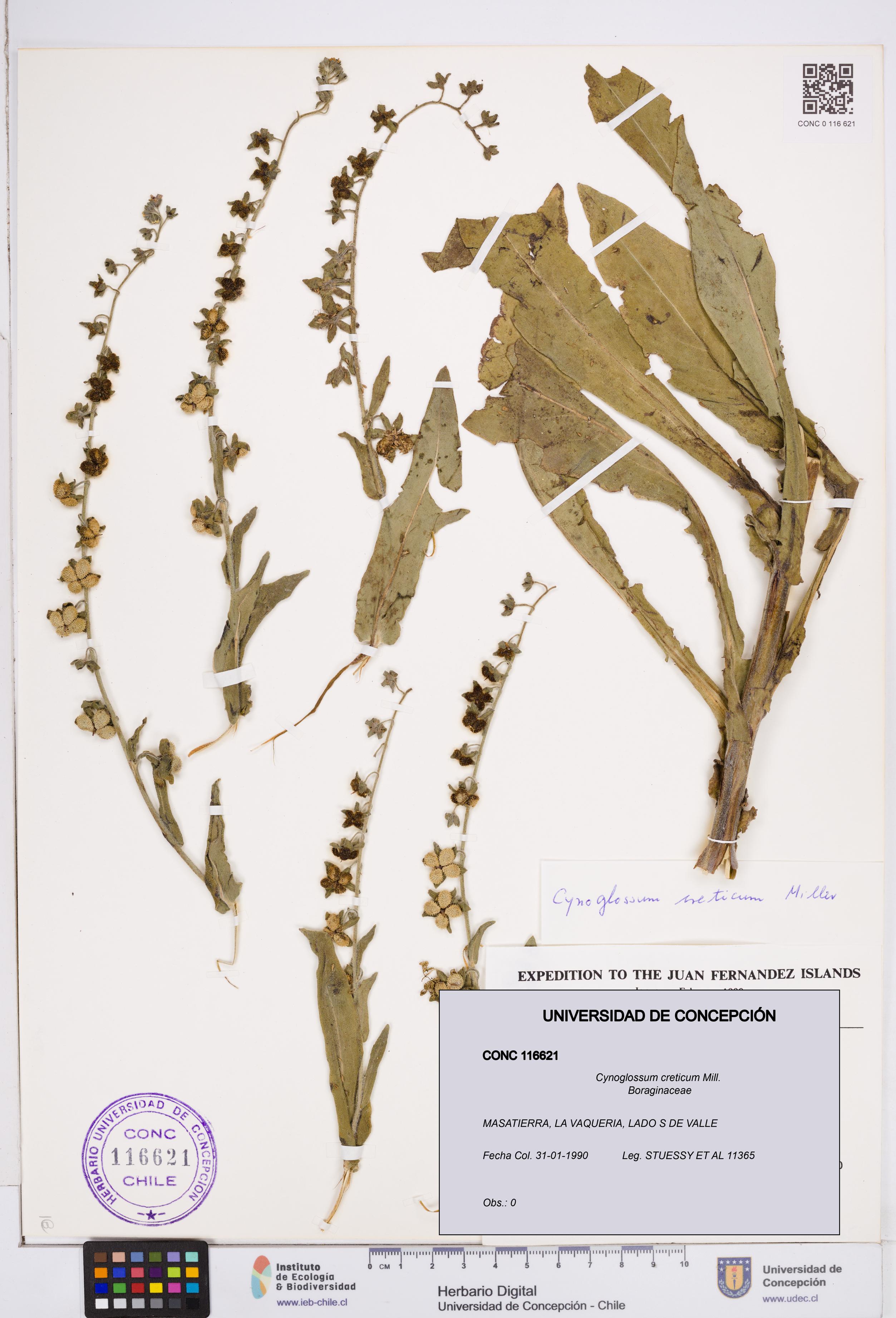 Cynoglossum creticum [Espécimen: ]
