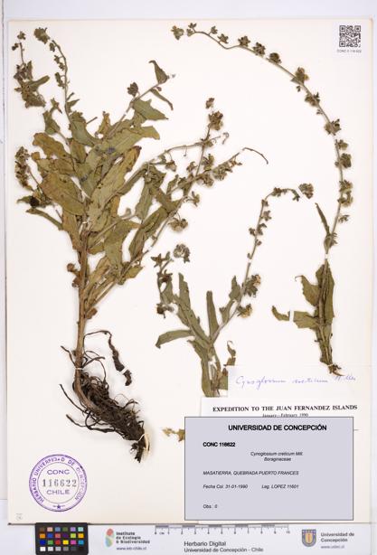 Cynoglossum creticum [Espécimen: ]