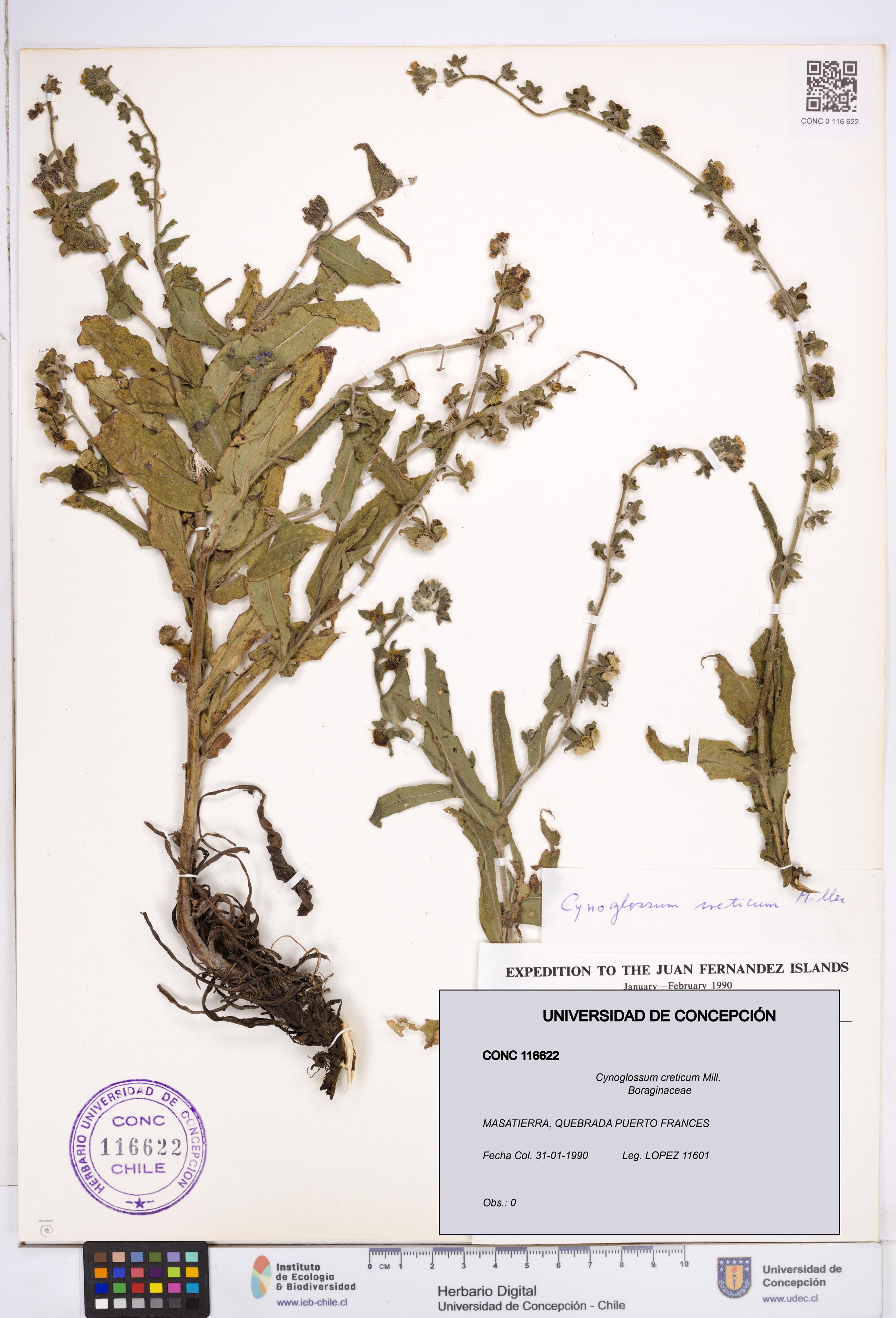Cynoglossum creticum [Espécimen: ]