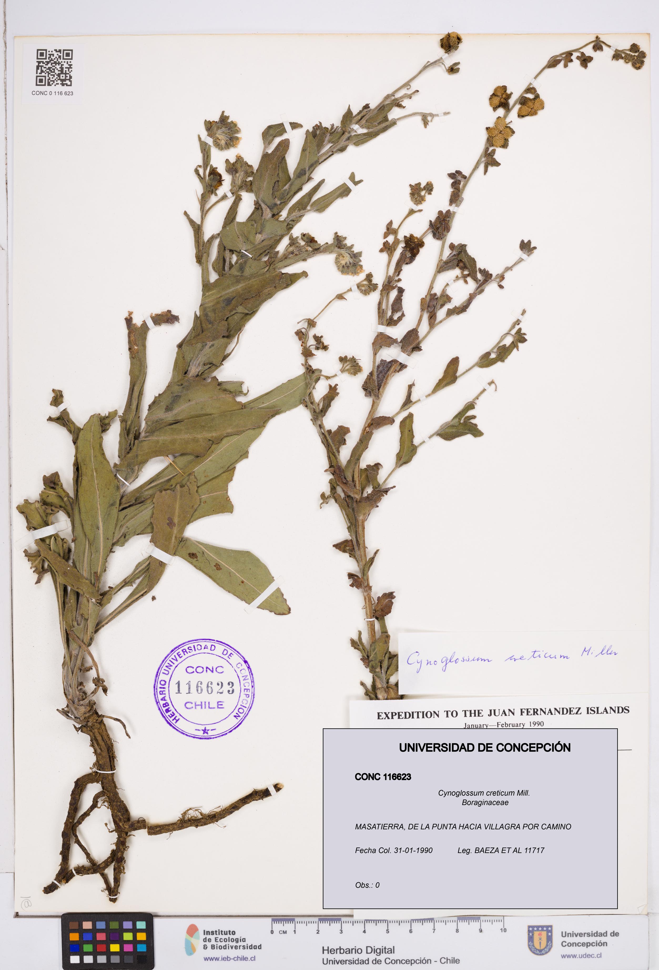 Cynoglossum creticum [Espécimen: ]