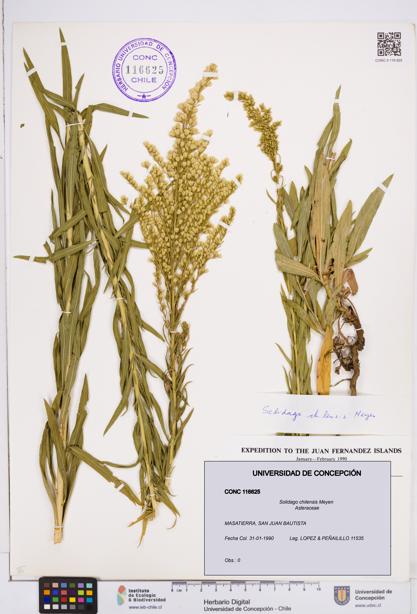 Solidago chilensis [Espécimen: ]