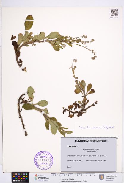 Myosotis arvensis [Espécimen: ]