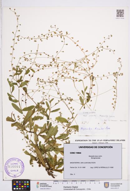Myosotis laxa [Espécimen: ]