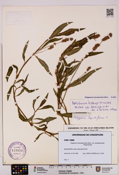Polygonum hydropiperoides var. hydropiperoides [Espécimen: UDEC:CONC:0116655]