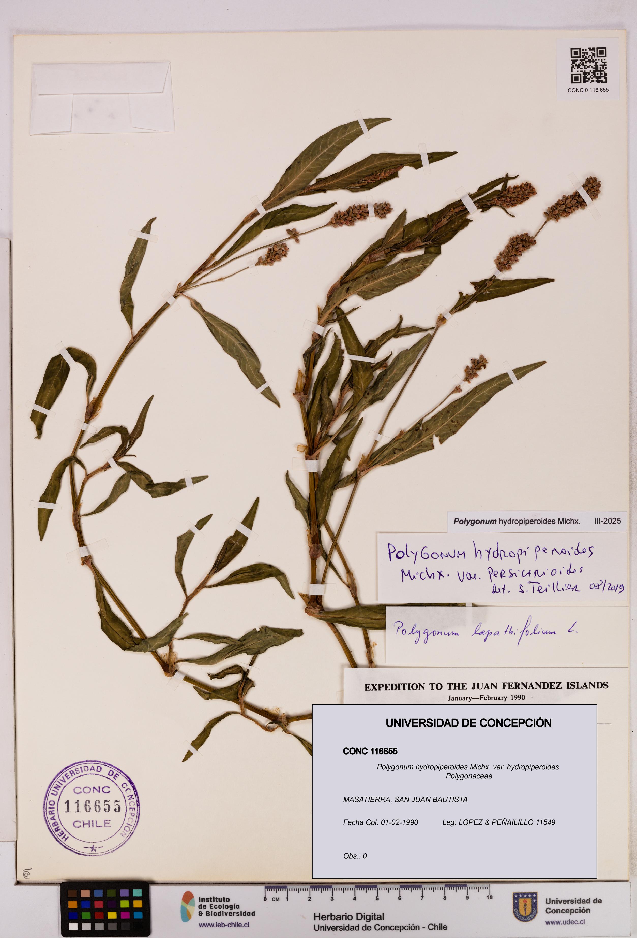 Polygonum hydropiperoides var. hydropiperoides [Espécimen: UDEC:CONC:0116655]