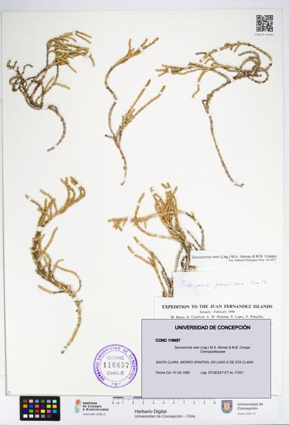 Sarcocornia neei [Espécimen: UDEC:CONC:0116657]