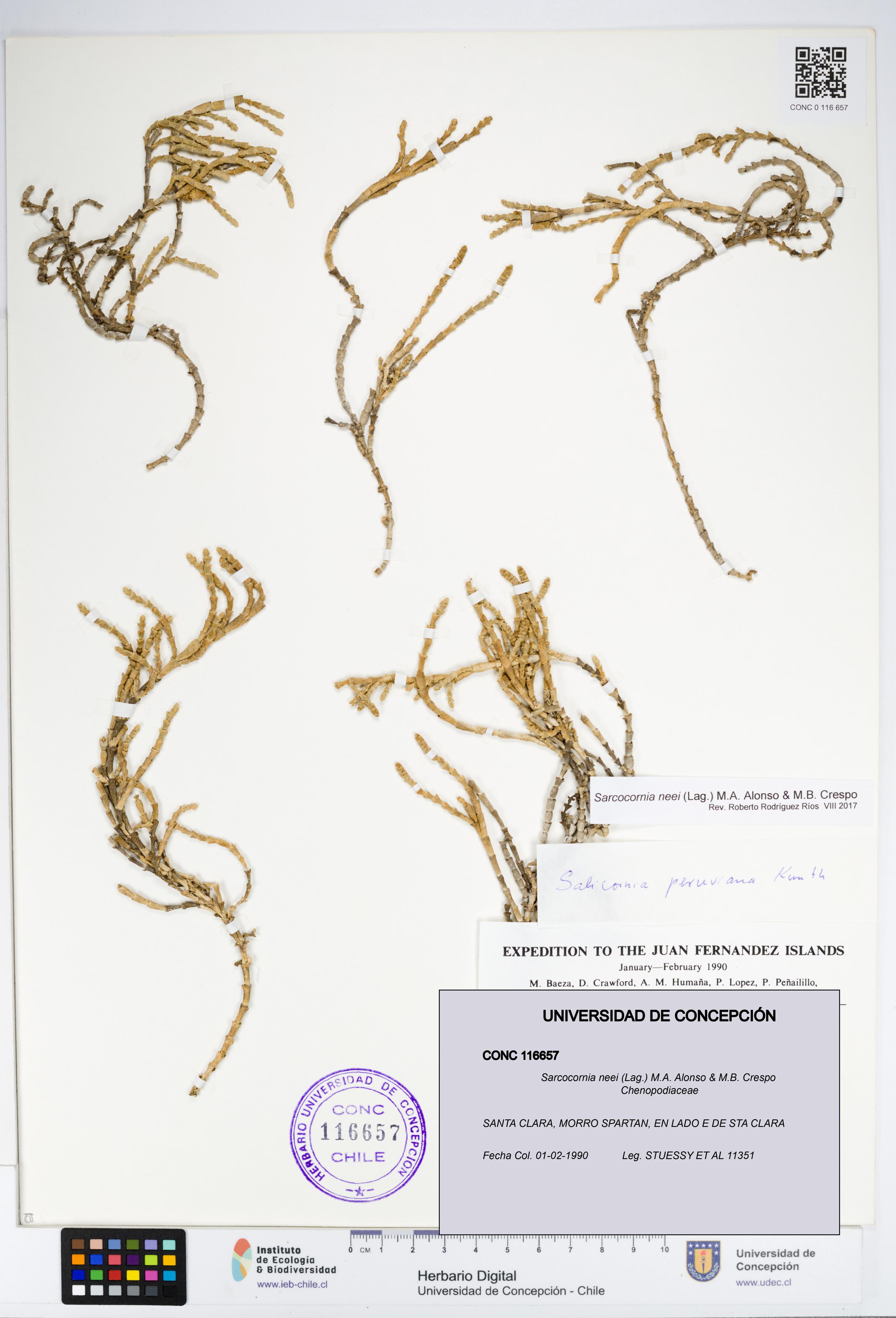 Sarcocornia neei [Espécimen: UDEC:CONC:0116657]