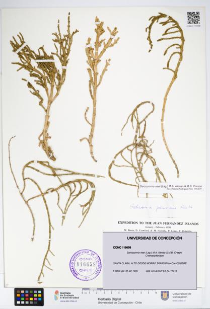 Sarcocornia neei [Espécimen: UDEC:CONC:0116658]