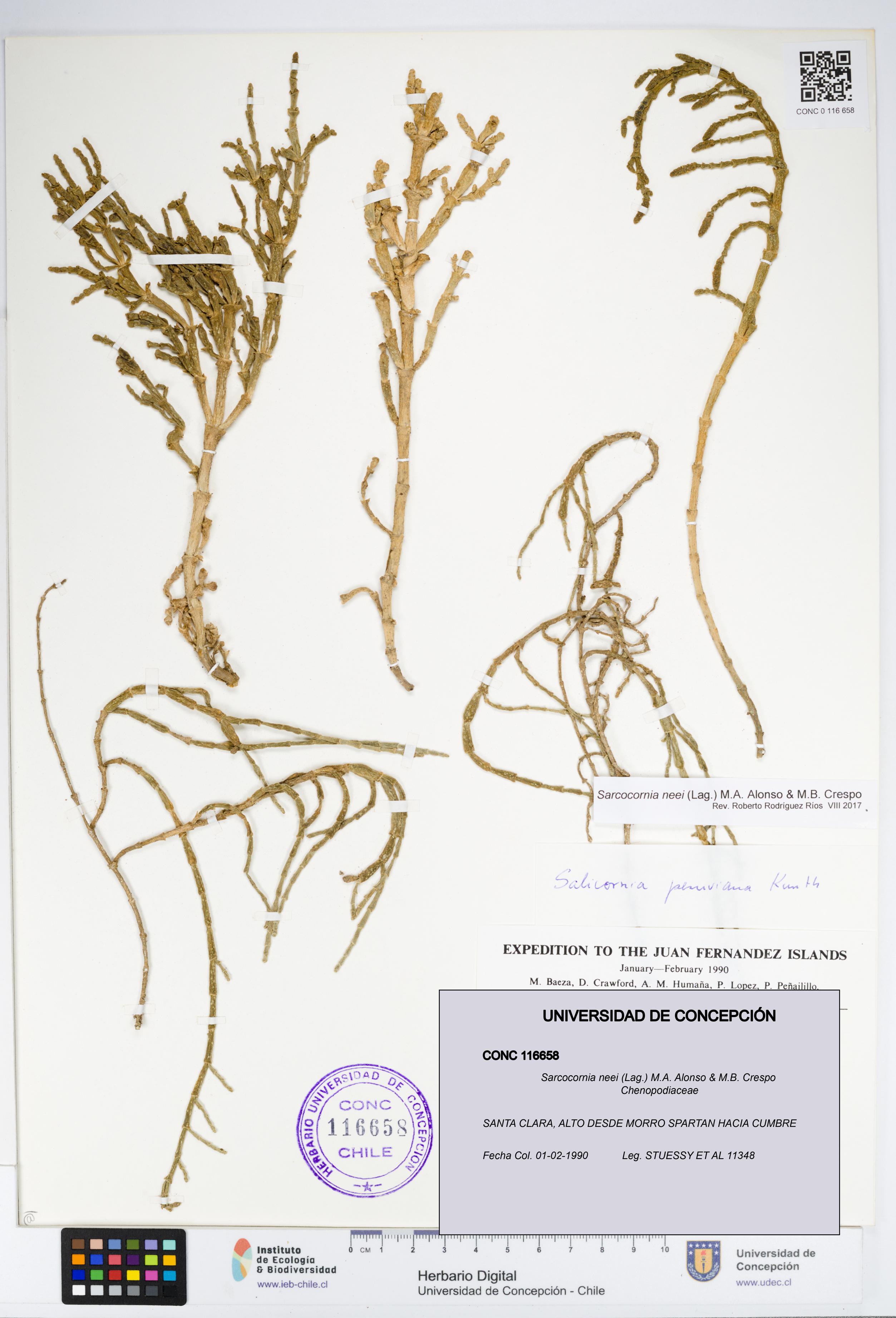 Sarcocornia neei [Espécimen: UDEC:CONC:0116658]