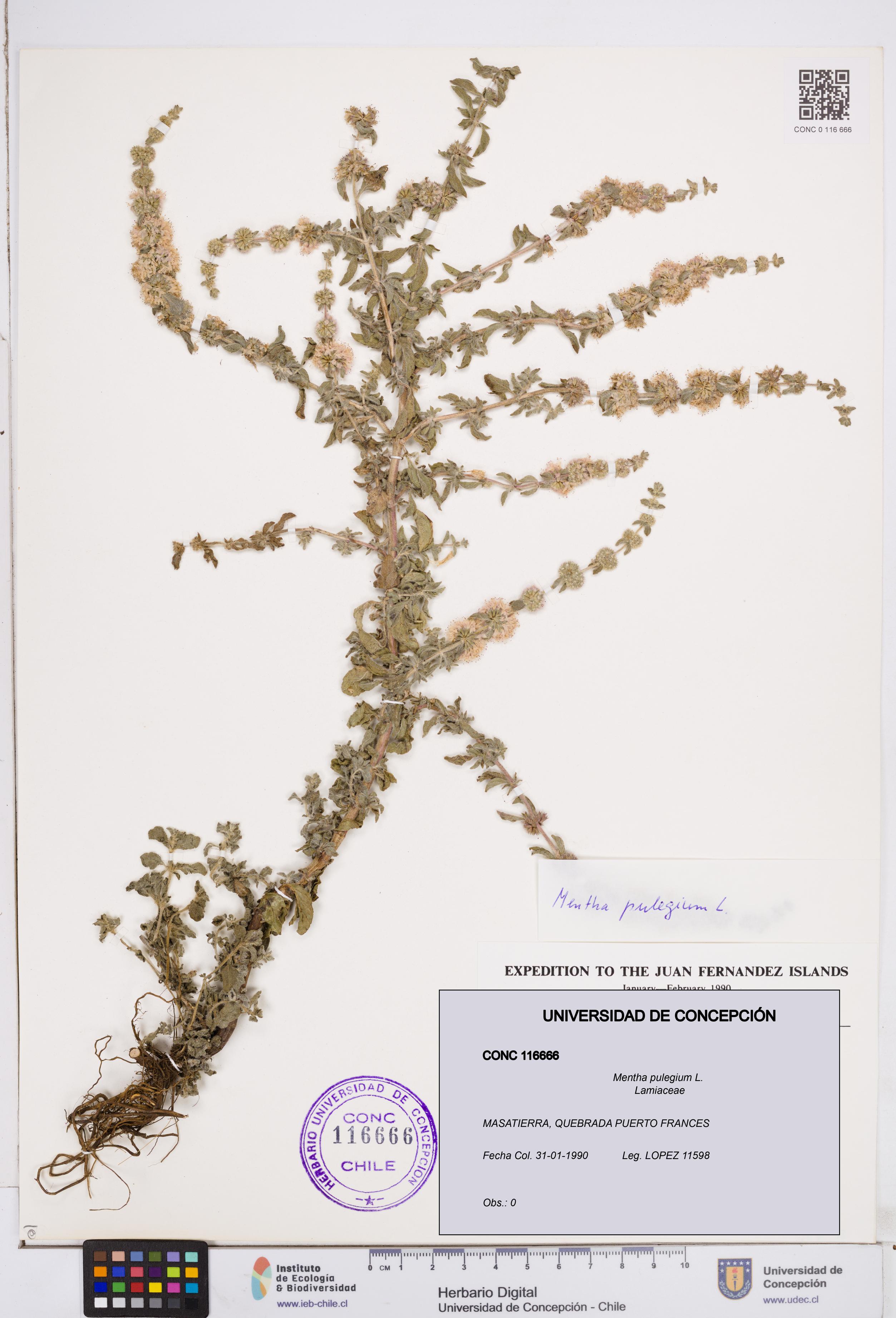 Mentha pulegium [Espécimen: ]
