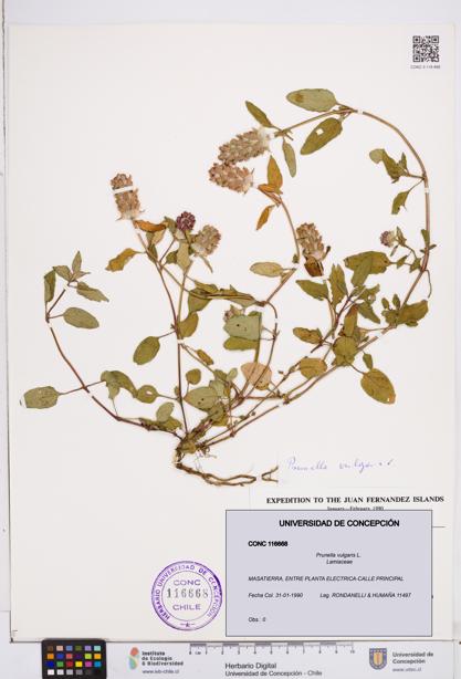 Prunella vulgaris [Espécimen: ]
