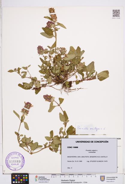 Prunella vulgaris [Espécimen: ]