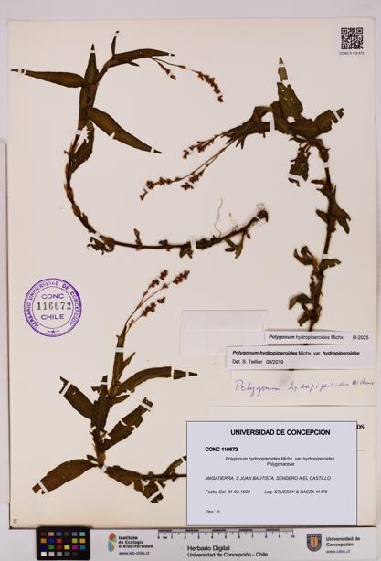 Polygonum hydropiperoides var. hydropiperoides [Espécimen: UDEC:CONC:0116672]