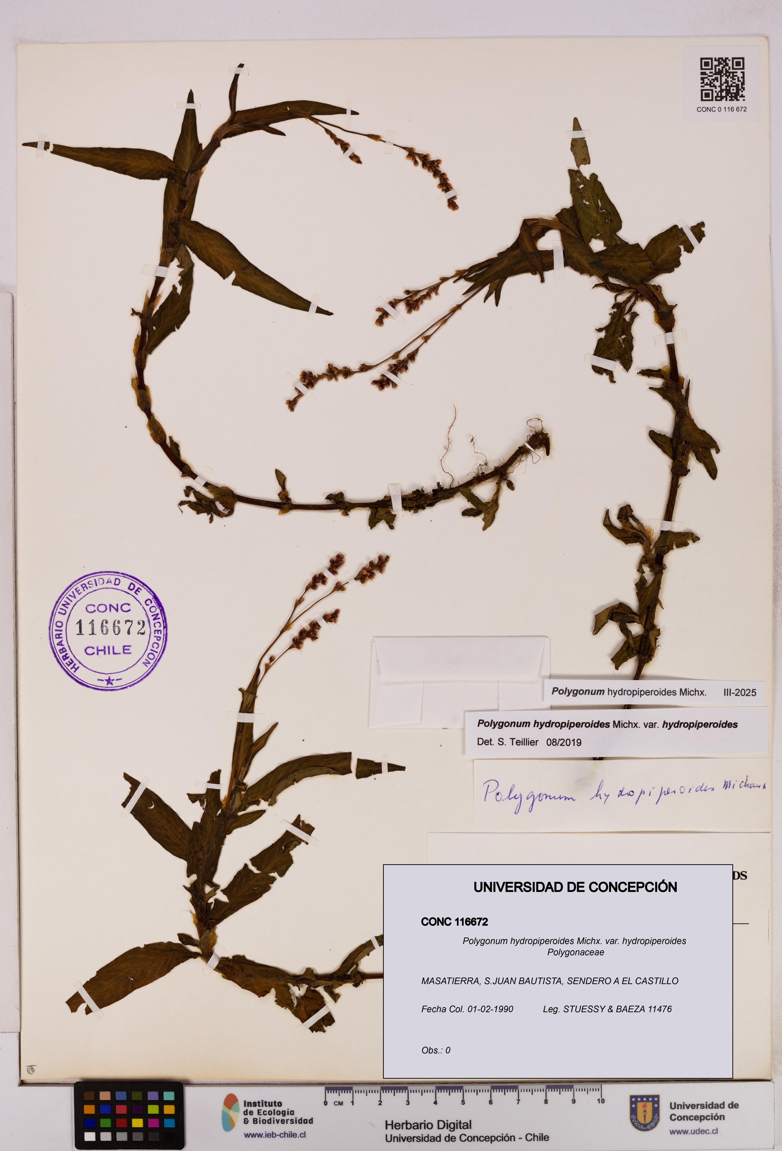 Polygonum hydropiperoides var. hydropiperoides [Espécimen: UDEC:CONC:0116672]
